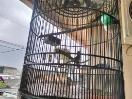 Murai Batu dan Sangkar