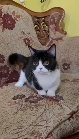 Kucing Munckin Betina