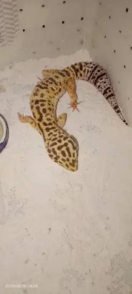 Gecko,Tokek Hias dari Pakistan