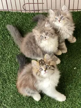 Kucing kitten persia super longhair
