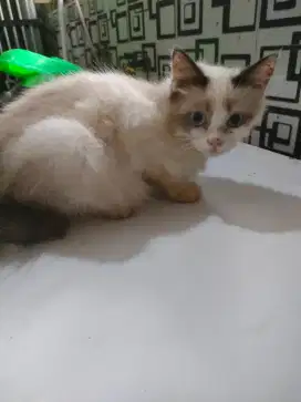 Kucing himalaya