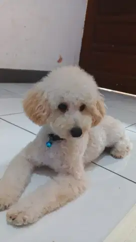 JUAL ANJING MINI POODLE