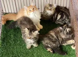 Kucing kitten ras super gembul