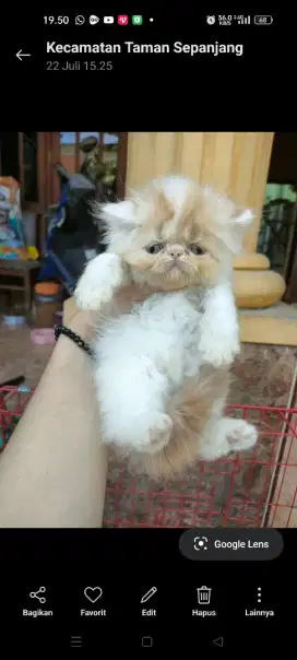 adopsi kucing peaknose