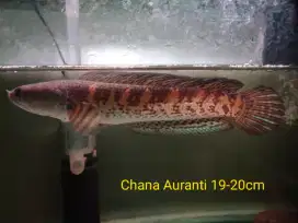 Chana Auranti 19-20cm