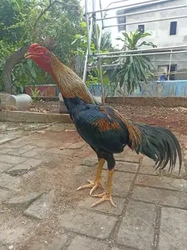Ayam bangkok suro petir