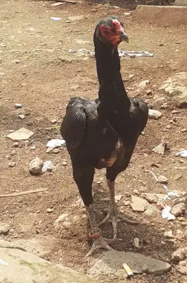 Ayam betina jenis shamo eropa