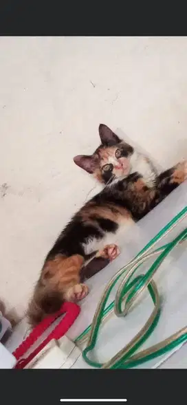 Kucing mixdome calico betina