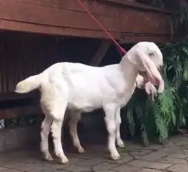 paket 4 ekor bibit kambing etawa senduro 3-4 bln 1 jantan 3 betina top