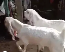 4 ekor cempe bibit kambing etawa senduro 3-4 bln 1 jantan 3 betina top