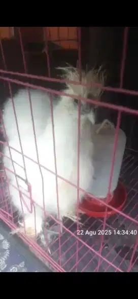 Ayam silky 4 bulan jantan