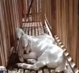 4 ekor cempe bibit kambing etawa senduro 3-4 bln 1 jantan 3 betina top