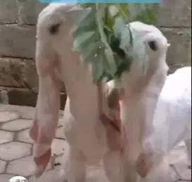 4 ekor cempe bibit kambing etawa senduro 3-4 bln 1 jantan 3 betina top