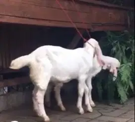 4 ekor cempe bibit kambing etawa senduro 3-4 bln 1 jantan 3 betina top