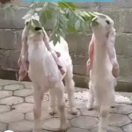 4 ekor bibit kambing etawa senduro 1 jantan 3 betina 3-4 bulanan puas