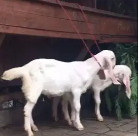4 ekor bibit kambing etawa senduro 3-4 bulanan 1 jantan 3 betina puas