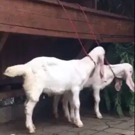 4 ekor bibit anakan kambing etawa senduro 3-4 bln 1 jantan 3 betina ok