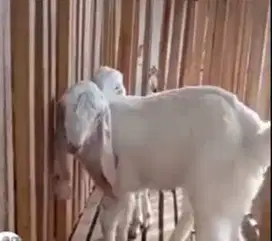 4 ekor bibit anakan kambing etawa senduro 3-4 bln 1 jantan 3 betina ok