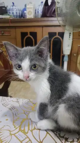 kucing persia dan anggora