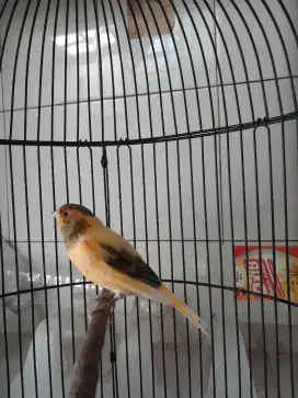 Burung kenari lokal