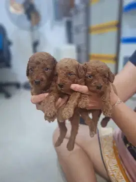 Dijual anakan toy poodle Red pekat