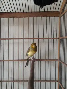 Burung kenari lokal