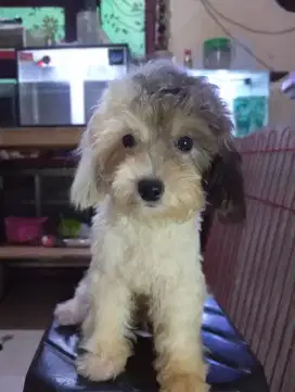 Poodle party betina