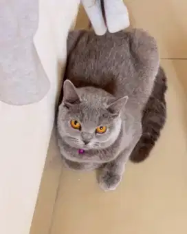 Kucing british shorthair betina bsh british short hair