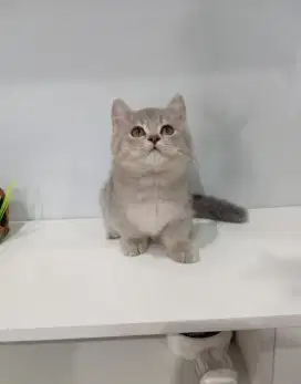 BSH Munchkin jantan 3 bulan