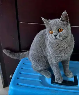 Kucing british shorthair betina bsh british short hair