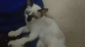 Kucing ras siam