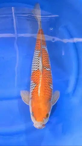 Ikan Koi Ochiba