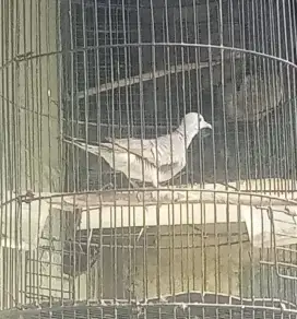 Burung perkutut silver