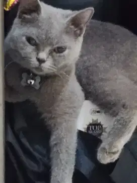 KUCING BSH NON PED