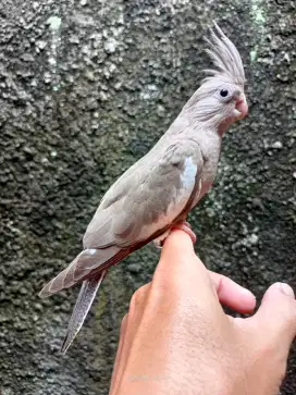 Baby Lolohan Burung Jinak Falk Parkit Australia Cockatiel