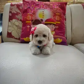 Female Fawn/Light Apricot Toy Poodle