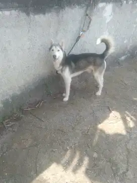 Husky jantan 1 tahun
