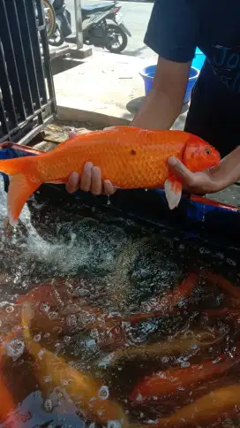 IKAN MAS/ TOMBRO/ KALPER ORANYE HIAS