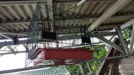 kandang kucing atau hewan