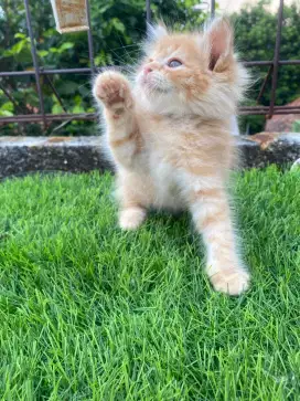 Kucing ns munchkin