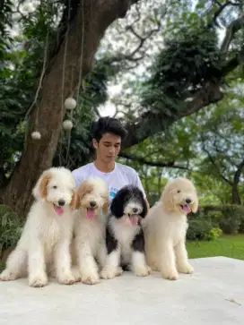 Dibutuhkan Kennel Boy