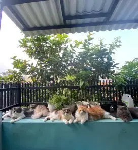 Kucing Oren dan Abu + kitten Torti