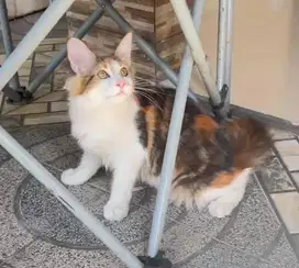 Kucing mainecoon mainecon maincoon maincon