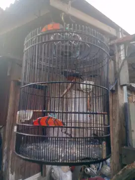 Edisi pensiun borongan aja