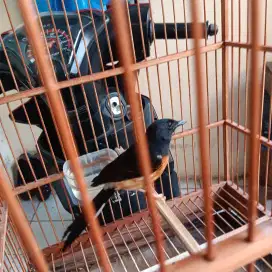 Djusl murai beti siap ternak.