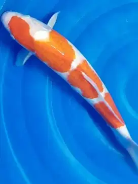 Koi sehat 40cm s/d 60cm, warna sesuai asli ikan dikolam