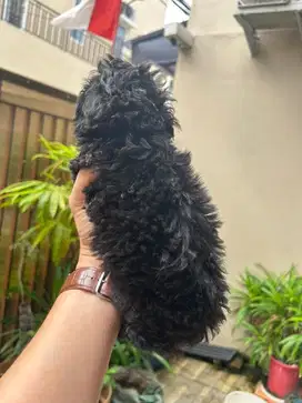 black poodle puppy