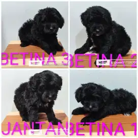Poodle Rp 500.000