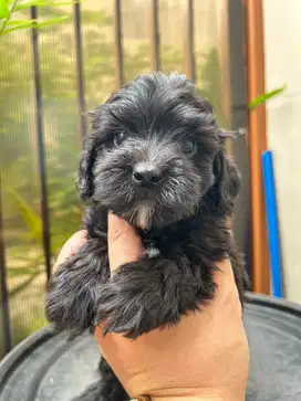 poodle puppy hitam