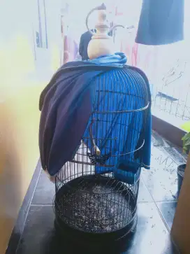 Kurung besi lovebird layak pake